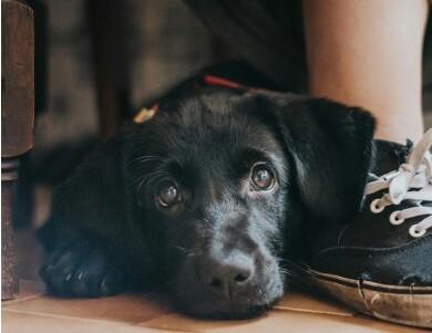 Perritos